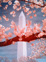 Load image into Gallery viewer, Cherry Blossom Postcards: (Thirty 4x6 inch Cards)