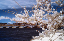 Load image into Gallery viewer, Cherry Blossom Postcards: (Thirty 4x6 inch Cards)
