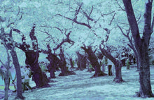 Load image into Gallery viewer, Cherry Blossom Postcards: (Thirty 4x6 inch Cards)