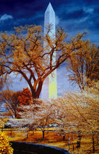Load image into Gallery viewer, Cherry Blossom Postcards: (Thirty 4x6 inch Cards) - Case of 100