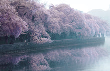 Load image into Gallery viewer, Cherry Blossom Postcards: (Thirty 4x6 inch Cards) - Case of 100